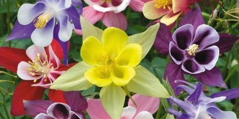 Kada i kako posaditi sjeme akvilegije kod kuće